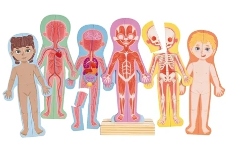 Rompecabezas magnético del cuerpo humano